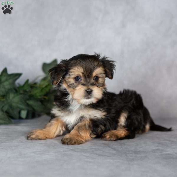 Gabriella, Morkie / Yorktese Puppy